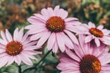 purple flower in tilt shift lens