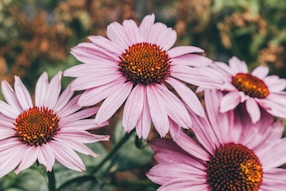 purple flower in tilt shift lens