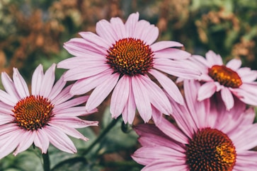 purple flower in tilt shift lens