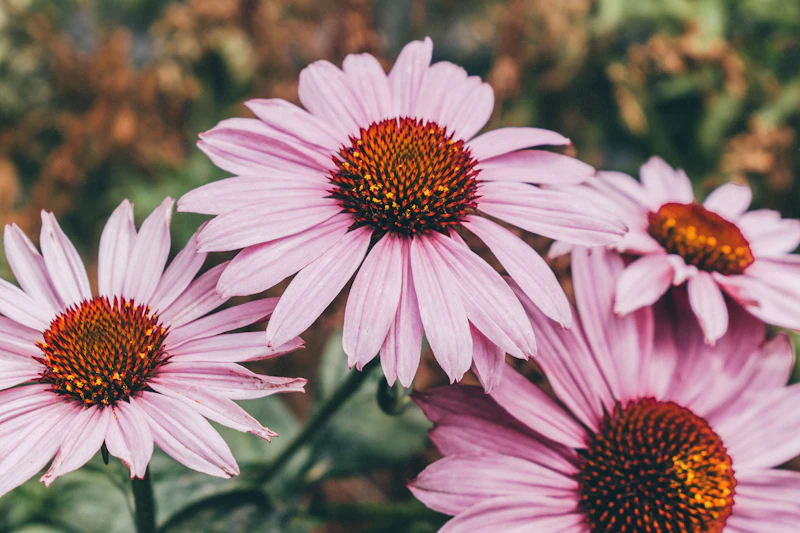 Perennials at Wild Geese Gardens