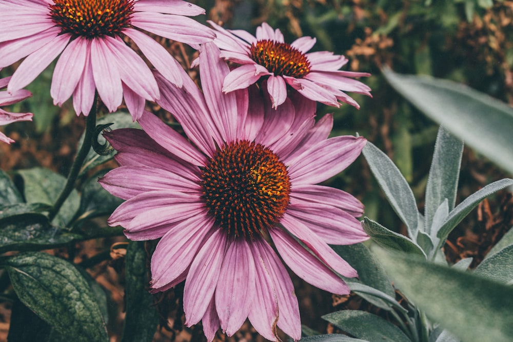 purple flower in tilt shift lens