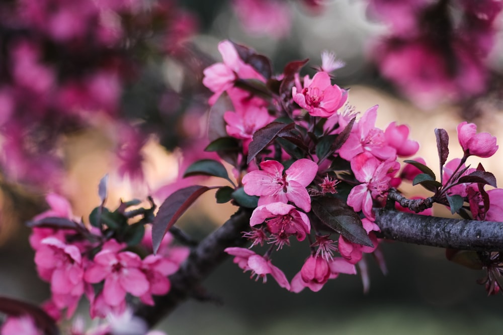갈색 나뭇가지에 핑크 꽃