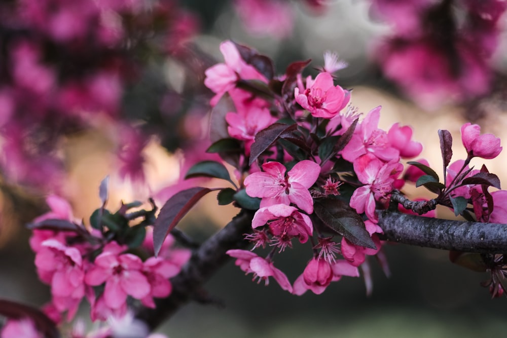 pink flowers on brown tree branch