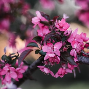 pink flowers on brown tree branch