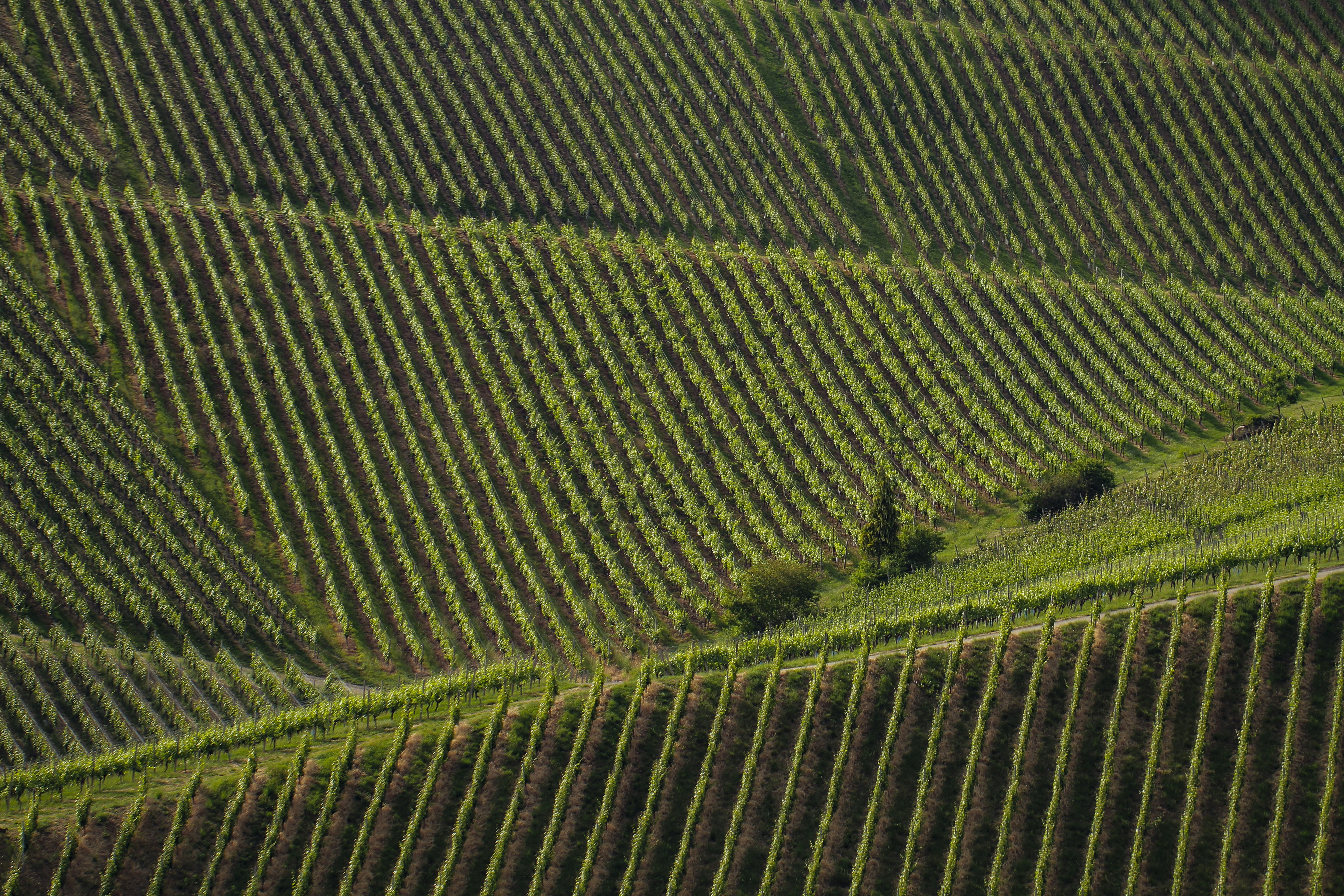 green grass field during daytime