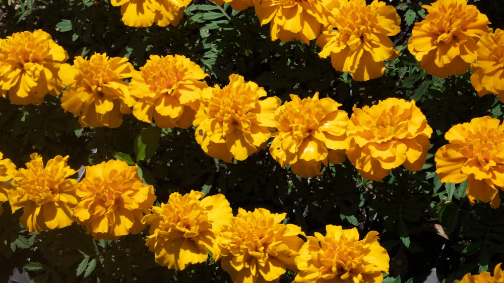 yellow flowers with green leaves