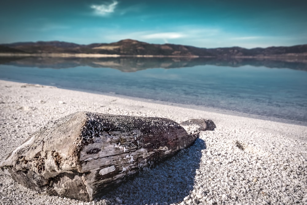 brown wood log on white sand beach during daytime