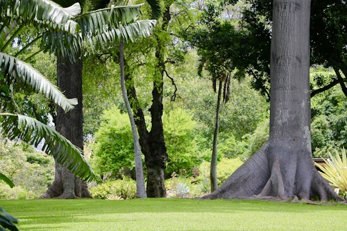 A lush, green garden scene with large trees and thick trunks. Tropical plants and palms are present, and the grass is vibrant. The scenery is rich with varying textures and shades of green.