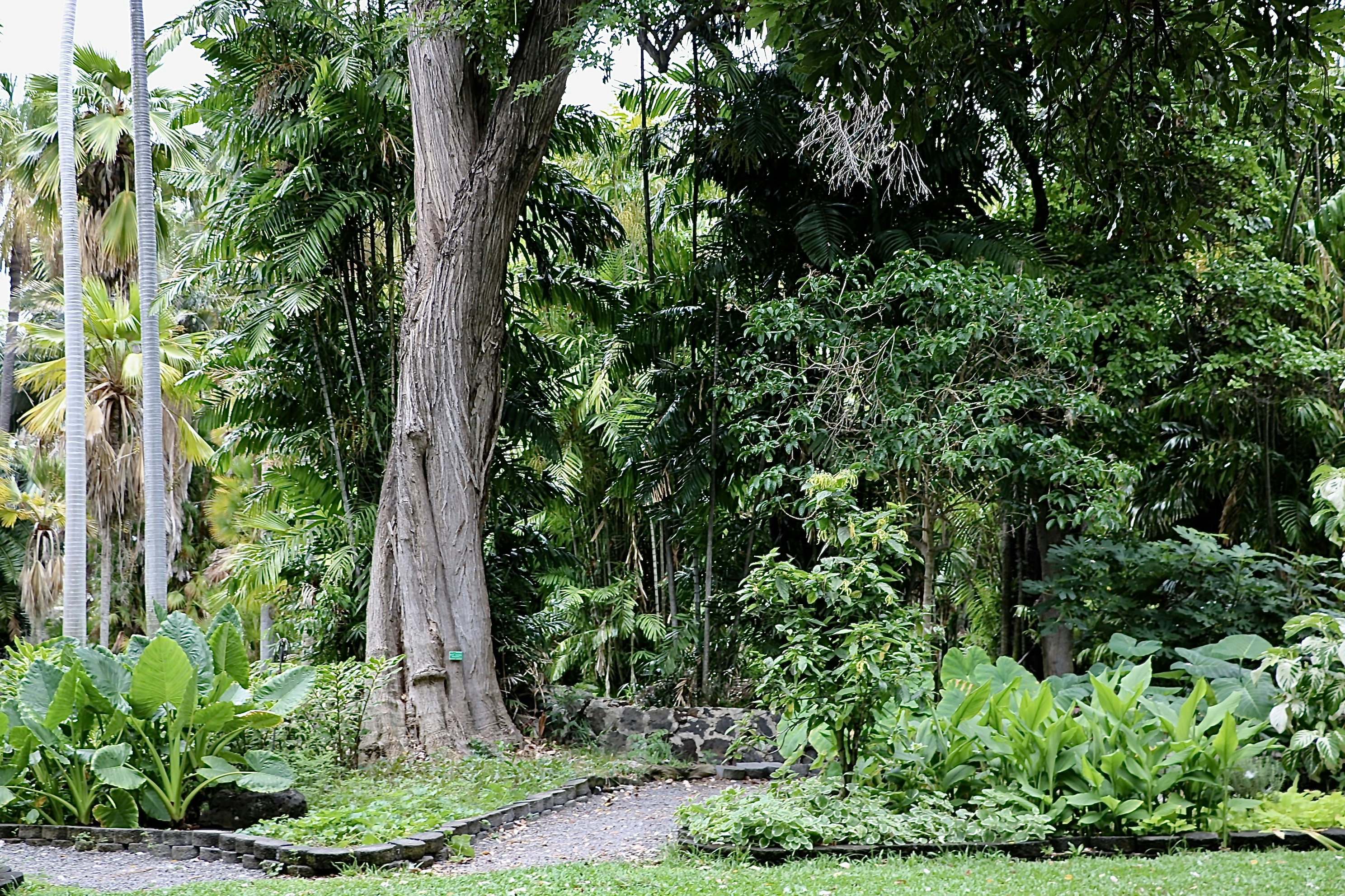 green trees and plants during daytime