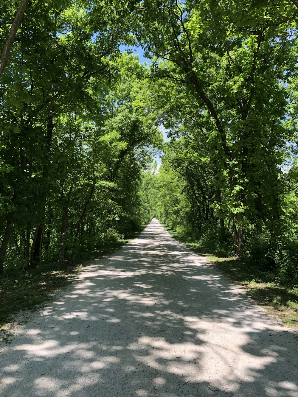 gray concrete road between green trees during daytime