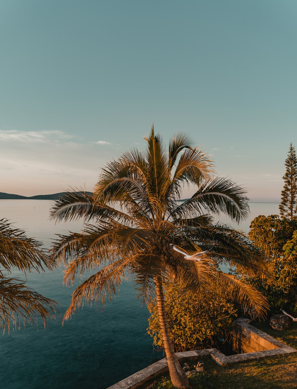 green palm tree near body of water during daytime