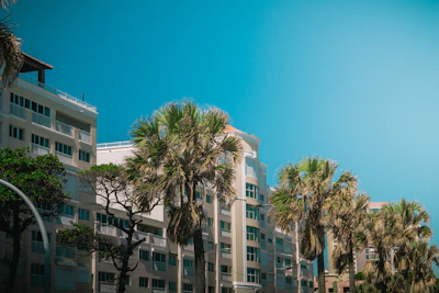 Bright and cozy beachfront apartment with palm trees in the background
