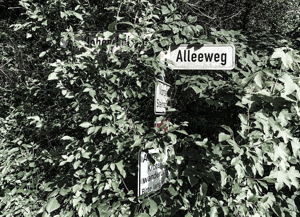 a couple of street signs sitting on top of a lush green forest
