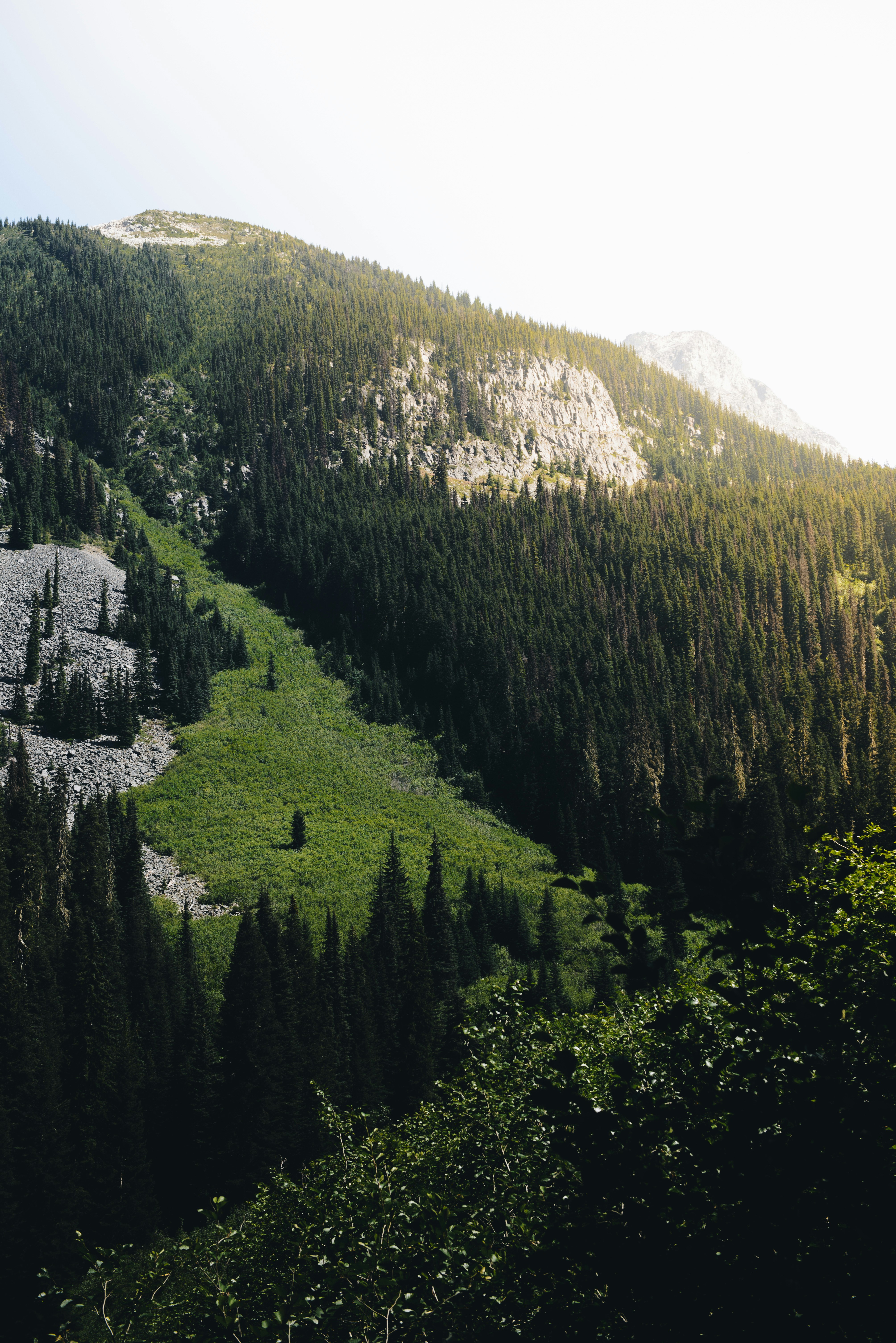 green trees on mountain during daytime