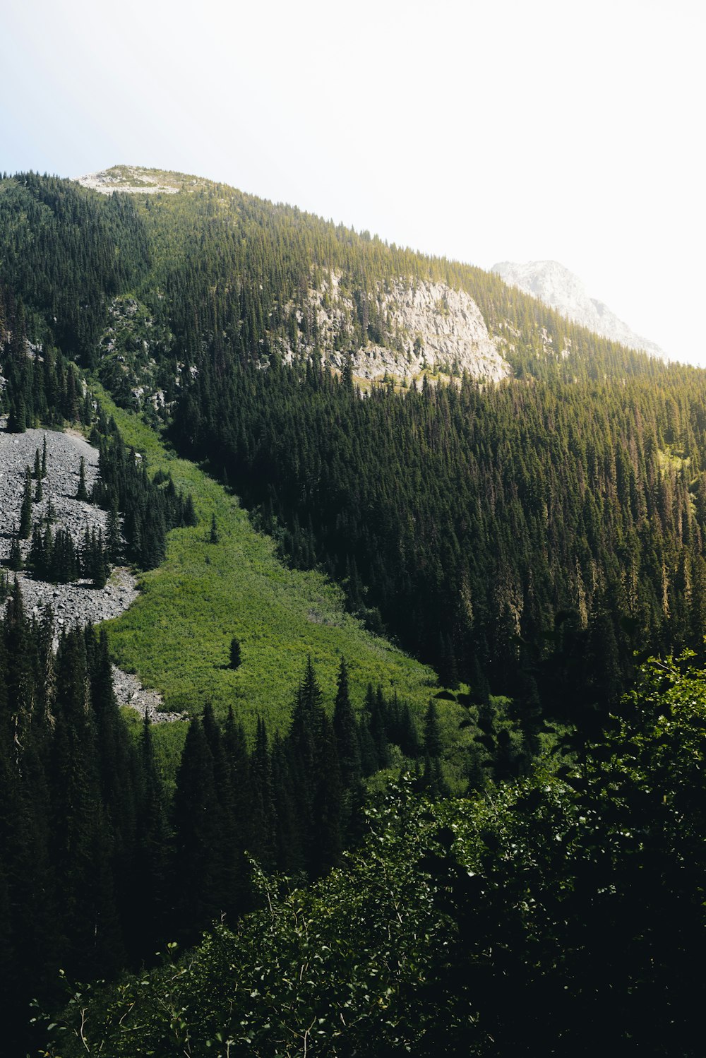 green trees on mountain during daytime