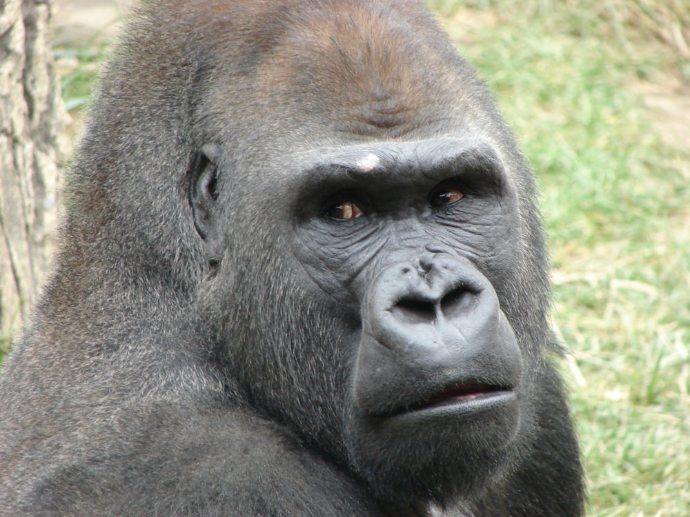 black gorilla lying on green grass during daytime