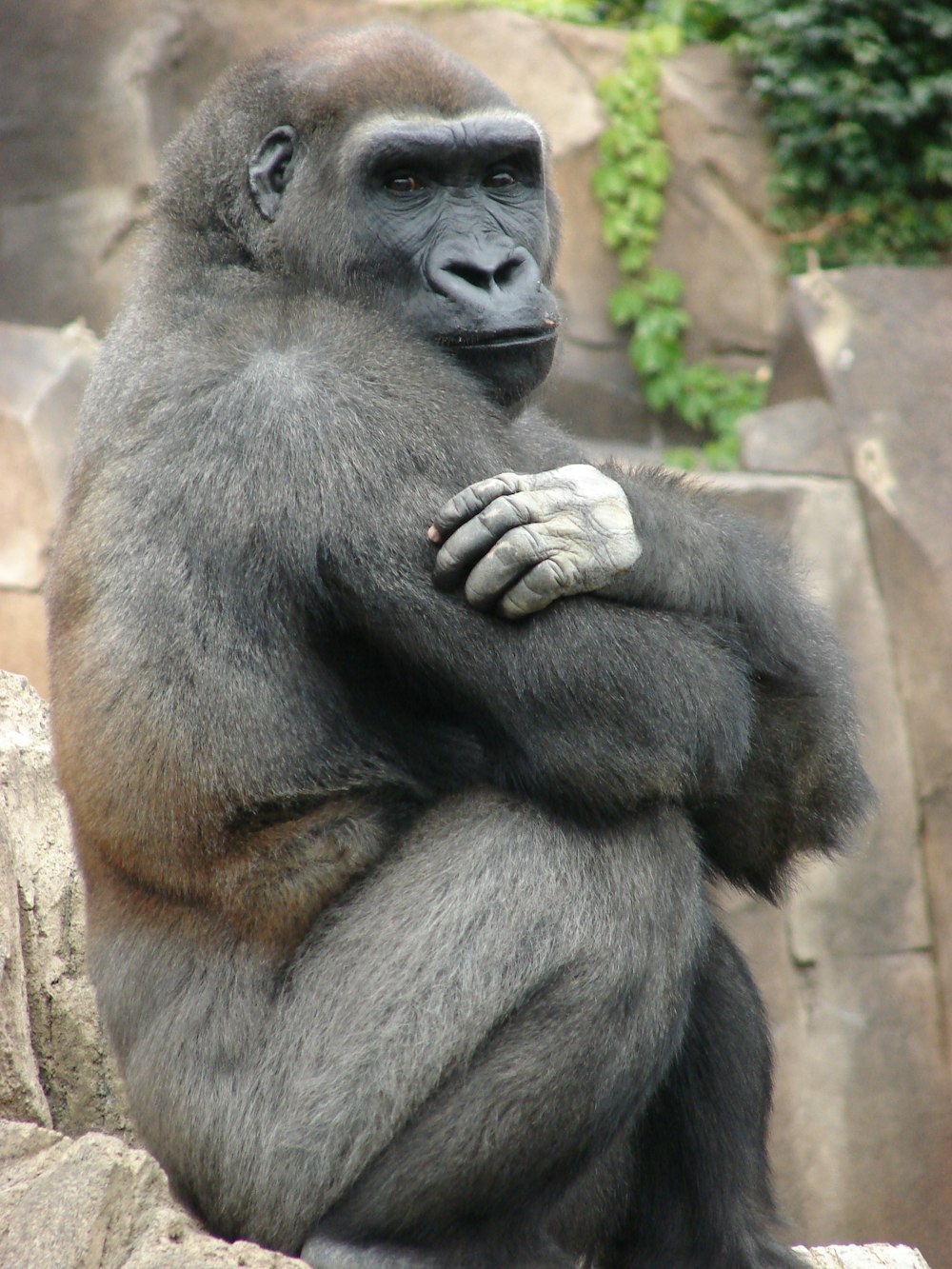 black gorilla sitting on brown wooden floor during daytime