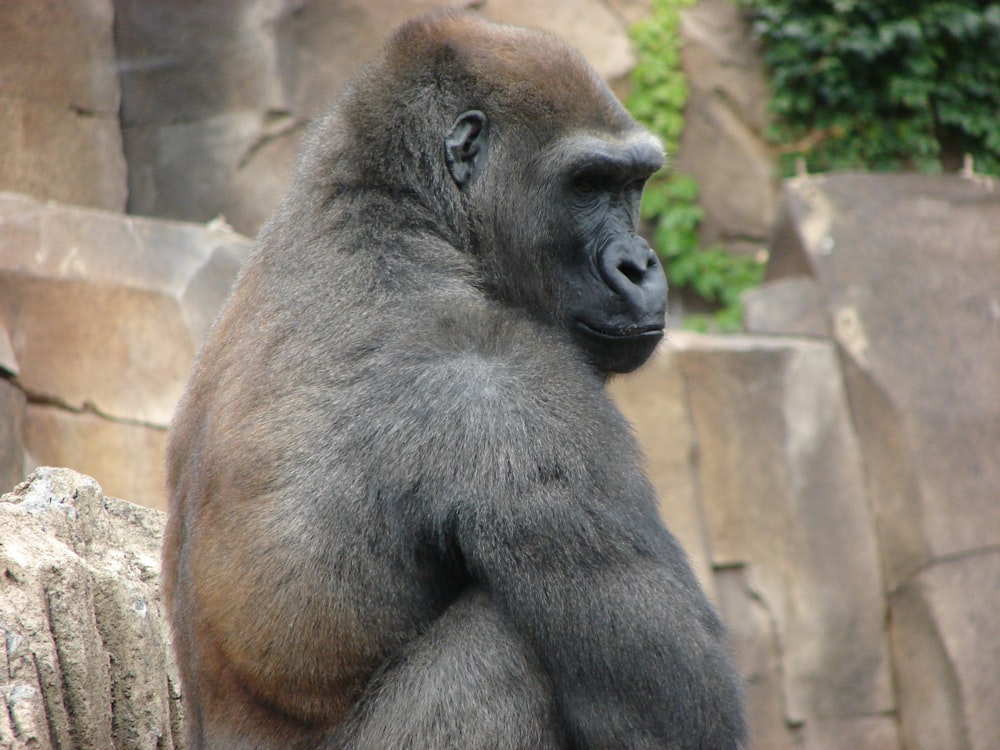 black gorilla sitting on brown rock during daytime