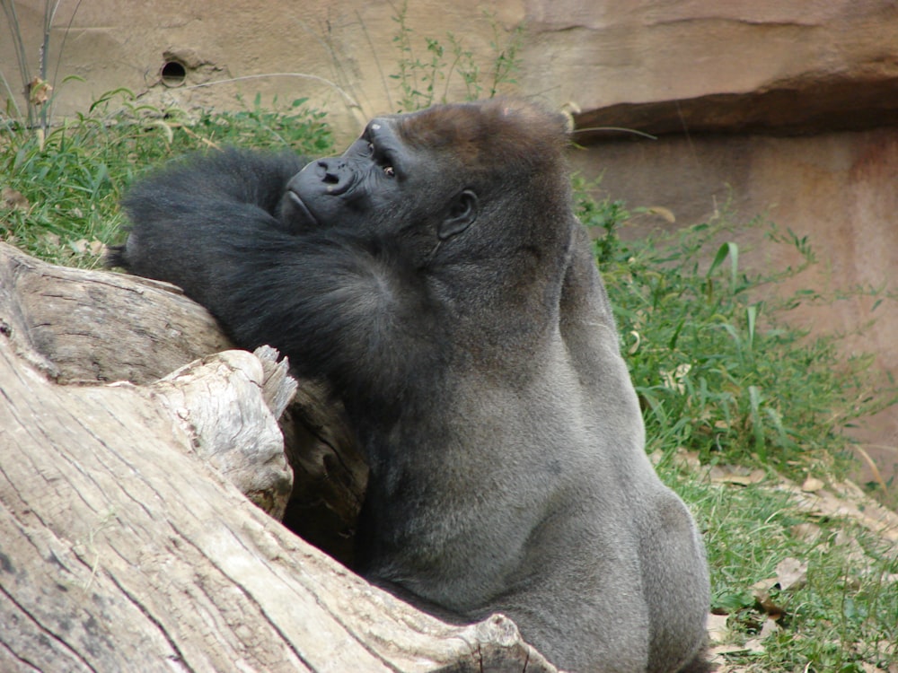 Un gorila sentado encima de un tronco de madera