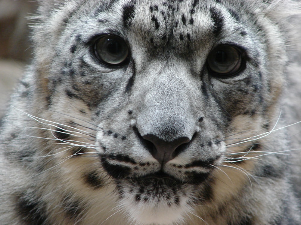 leopardo blanco y negro sobre superficie de madera marrón