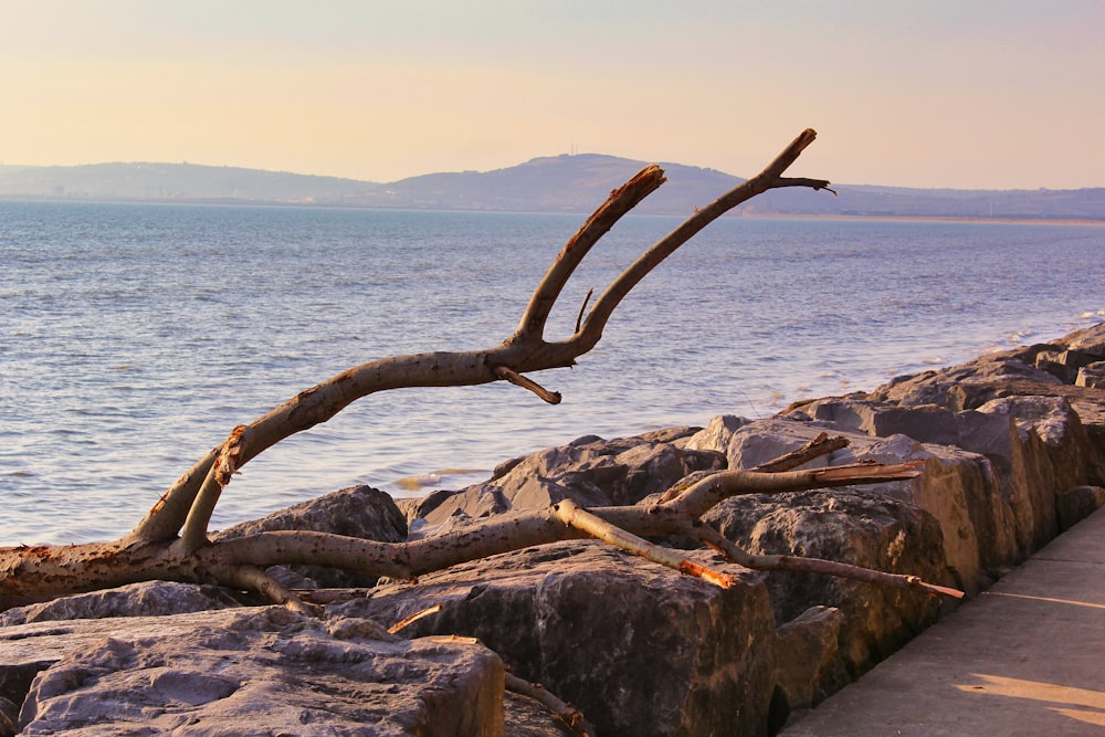 brown tree branch on gray rock near body of water during daytime