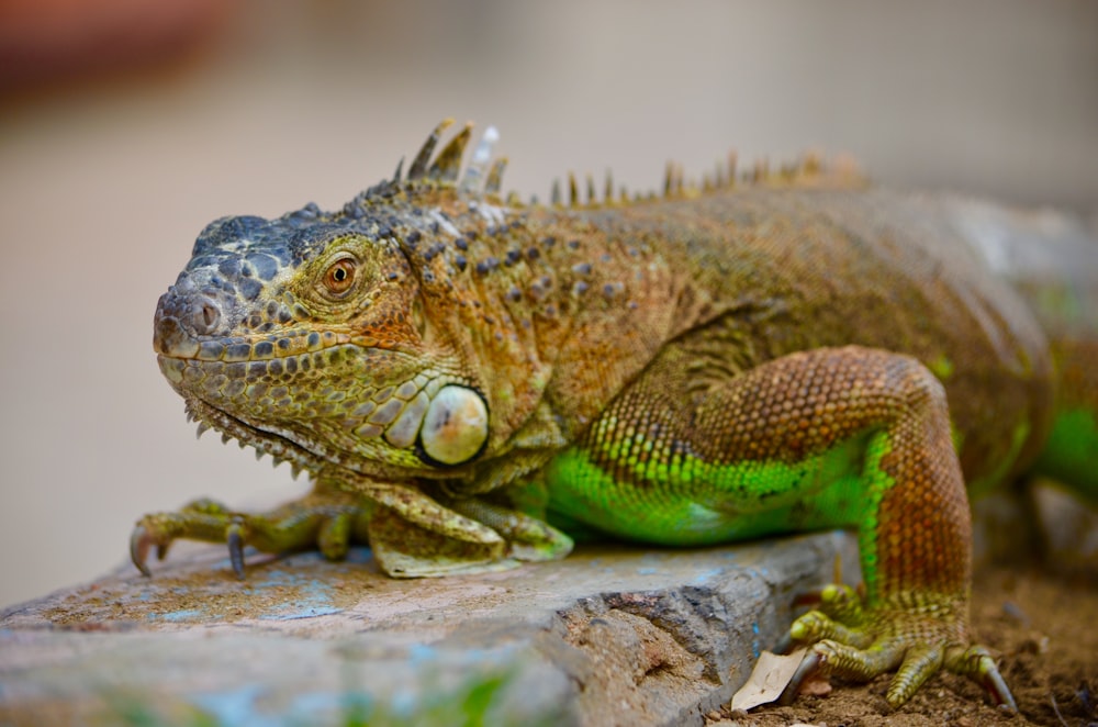 green and brown bearded dragon