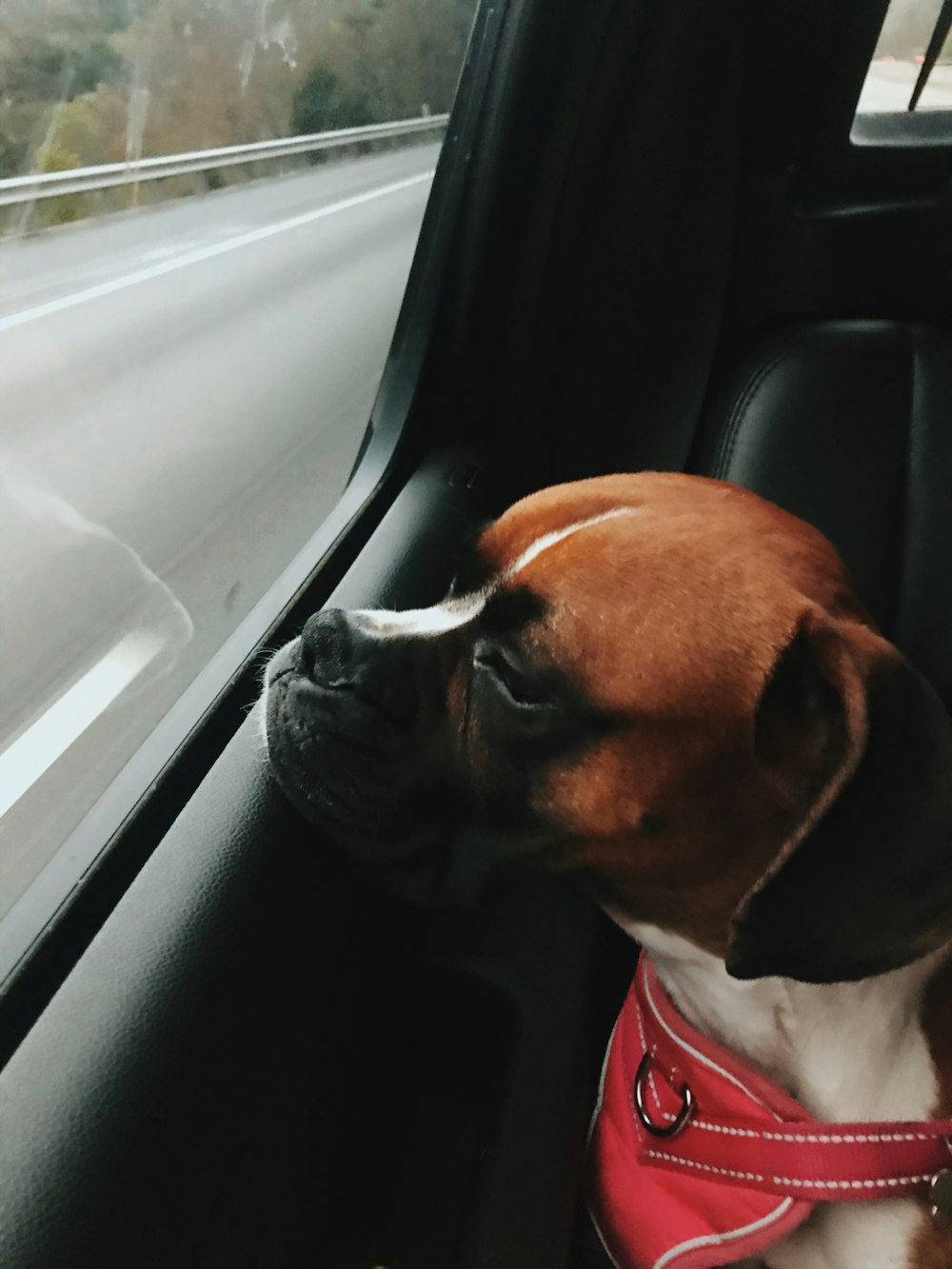 brown and white short coated dog