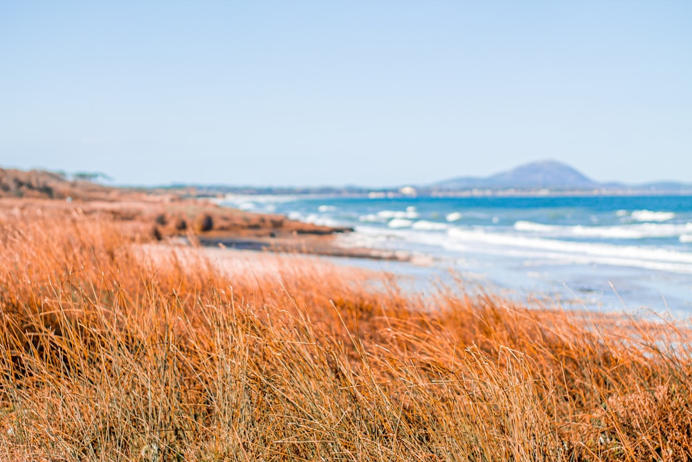 brown grass near body of water during daytime