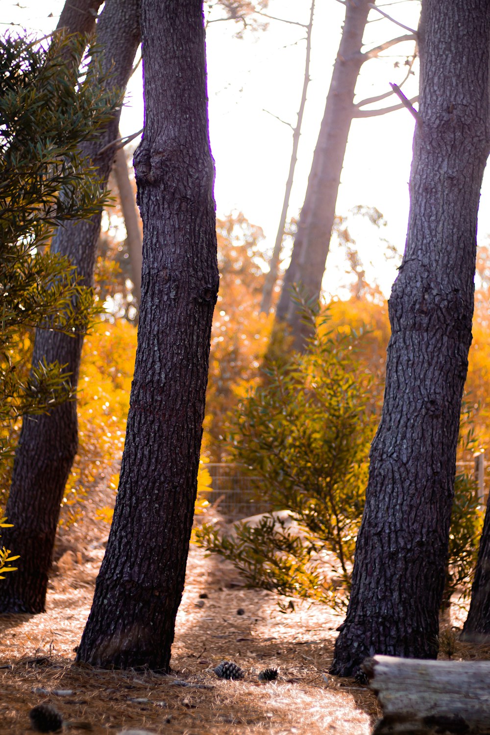 green and yellow leaf trees