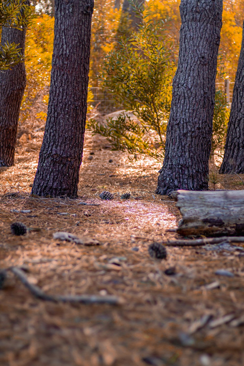 brown tree trunk on brown soil