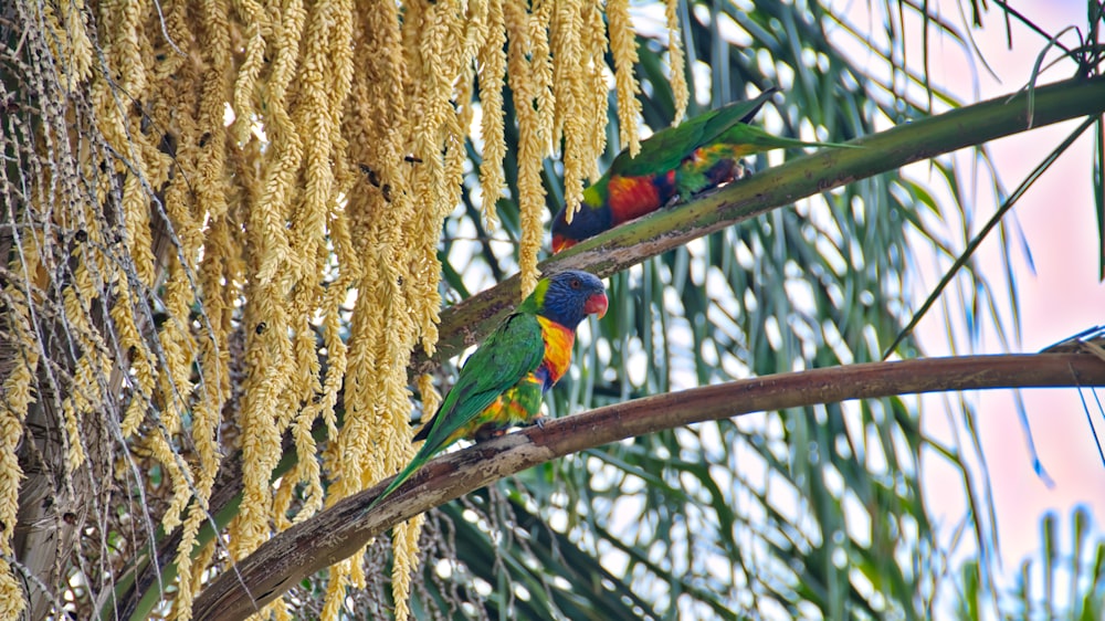 green and red bird on brown tree branch during daytime