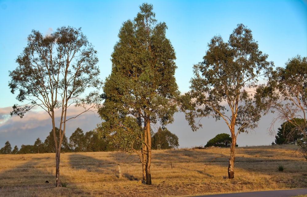 green tree on brown field during daytime