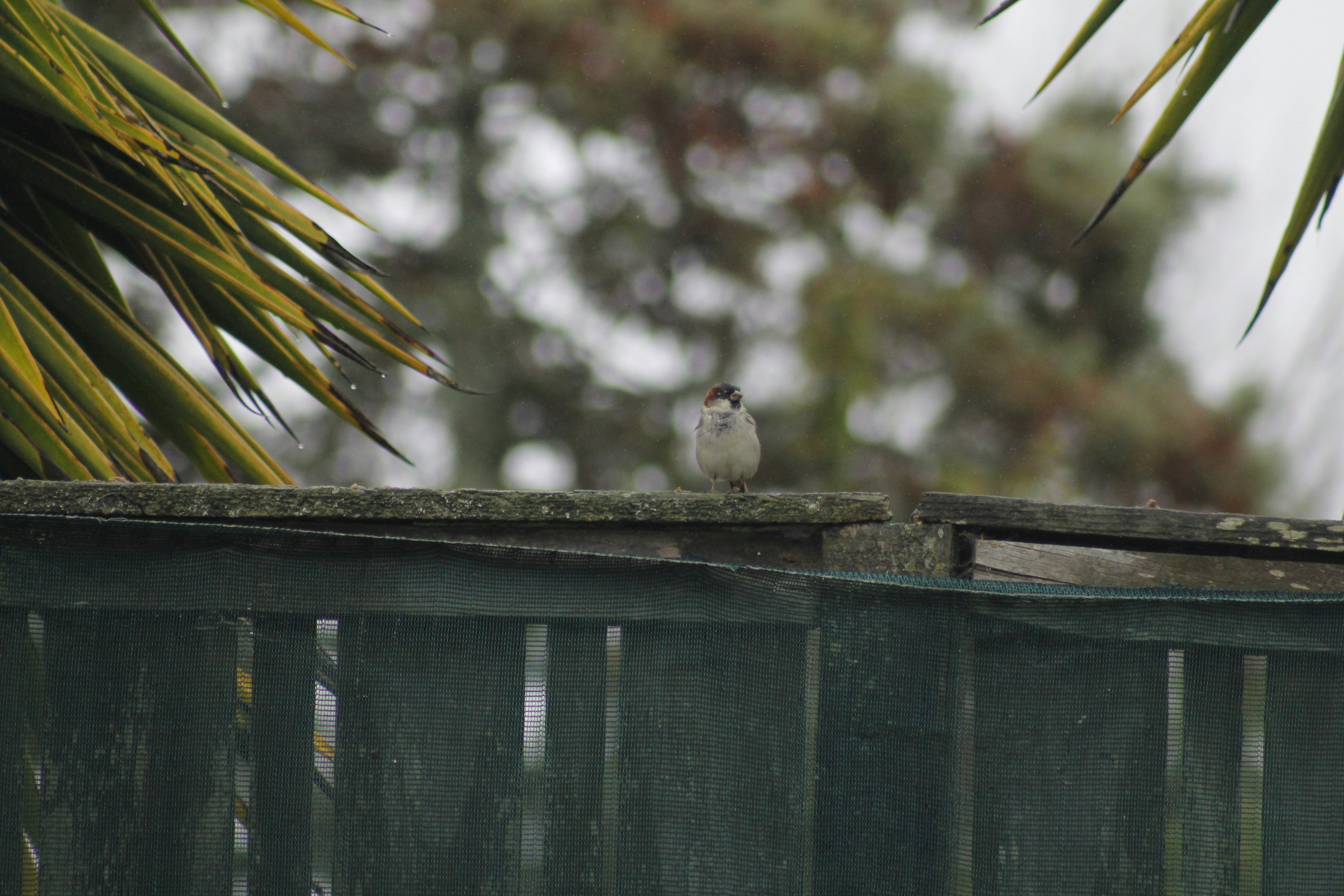 pájaro blanco en la valla de madera marrón durante el día