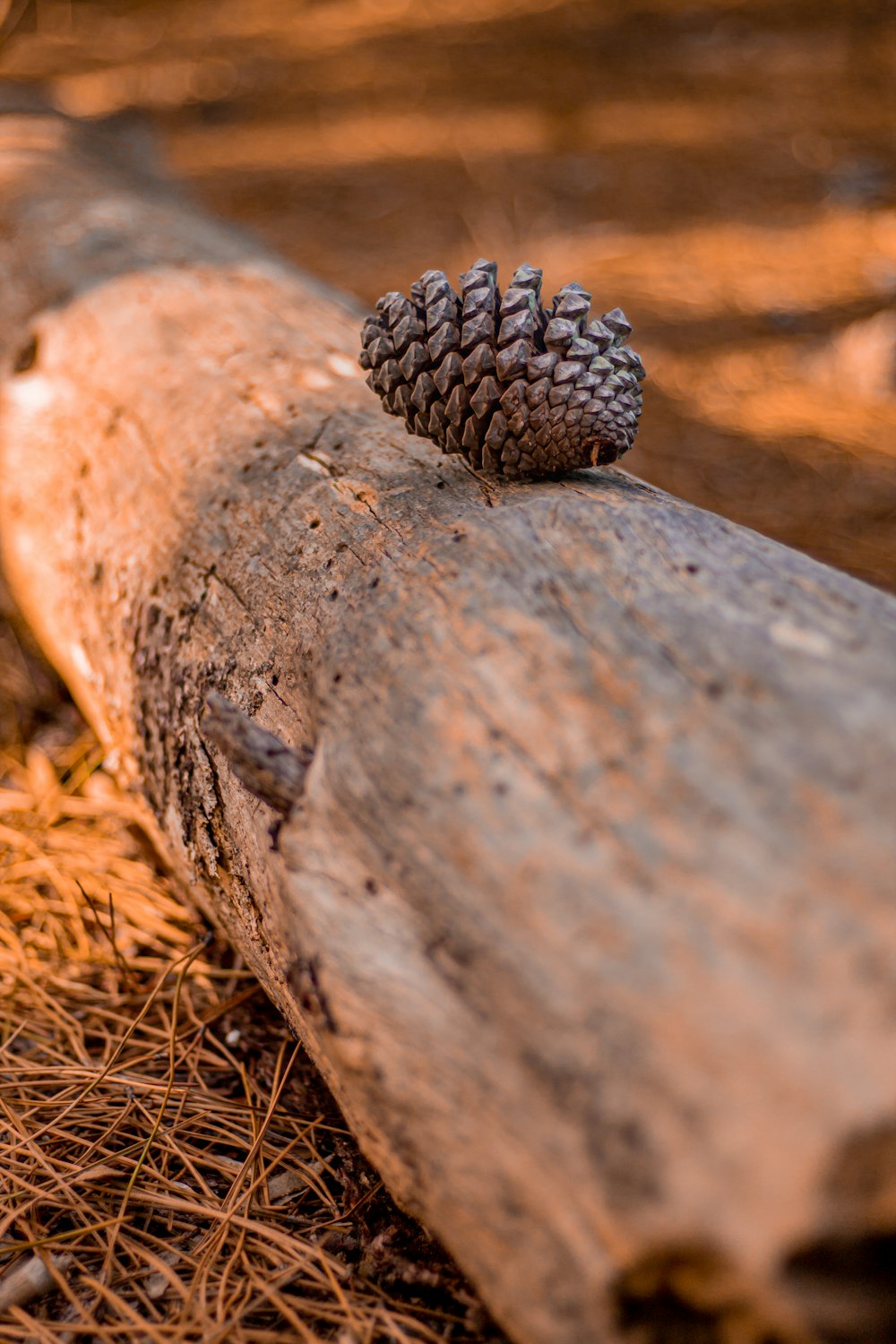 brown pine cone on brown wood