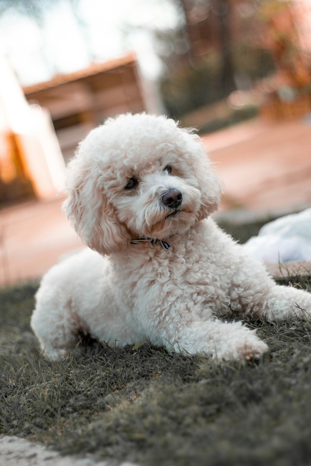 white poodle puppy on black textile