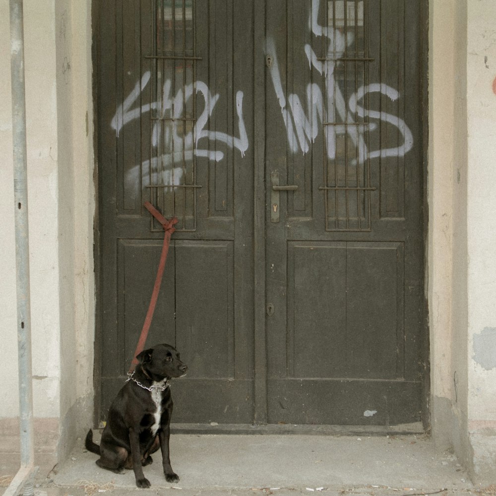 Labrador Retriever negro sentado junto a una puerta de madera negra