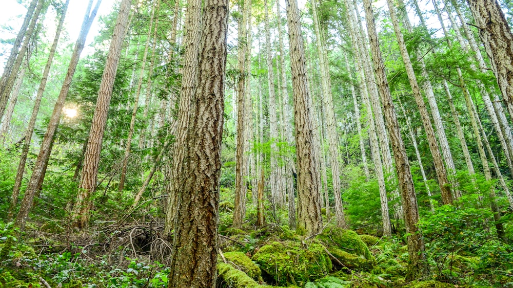 green and brown trees during daytime