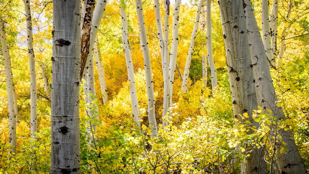 yellow leaf trees during daytime