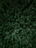 Aerial view of a lush green forest with diverse vegetation.