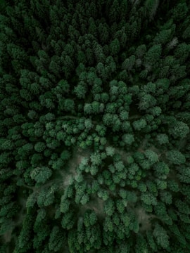Aerial view of a lush green forest with diverse vegetation.