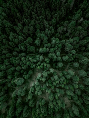 Aerial view of a lush green forest with diverse vegetation.