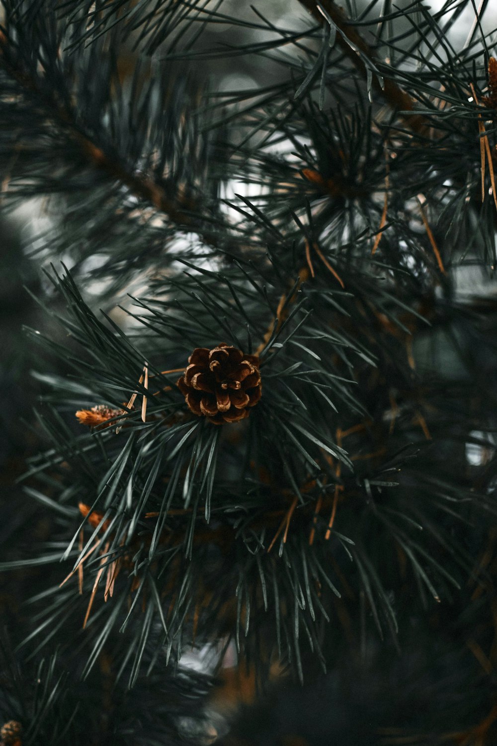 Adorno navideño dorado y marrón en árbol de Navidad verde