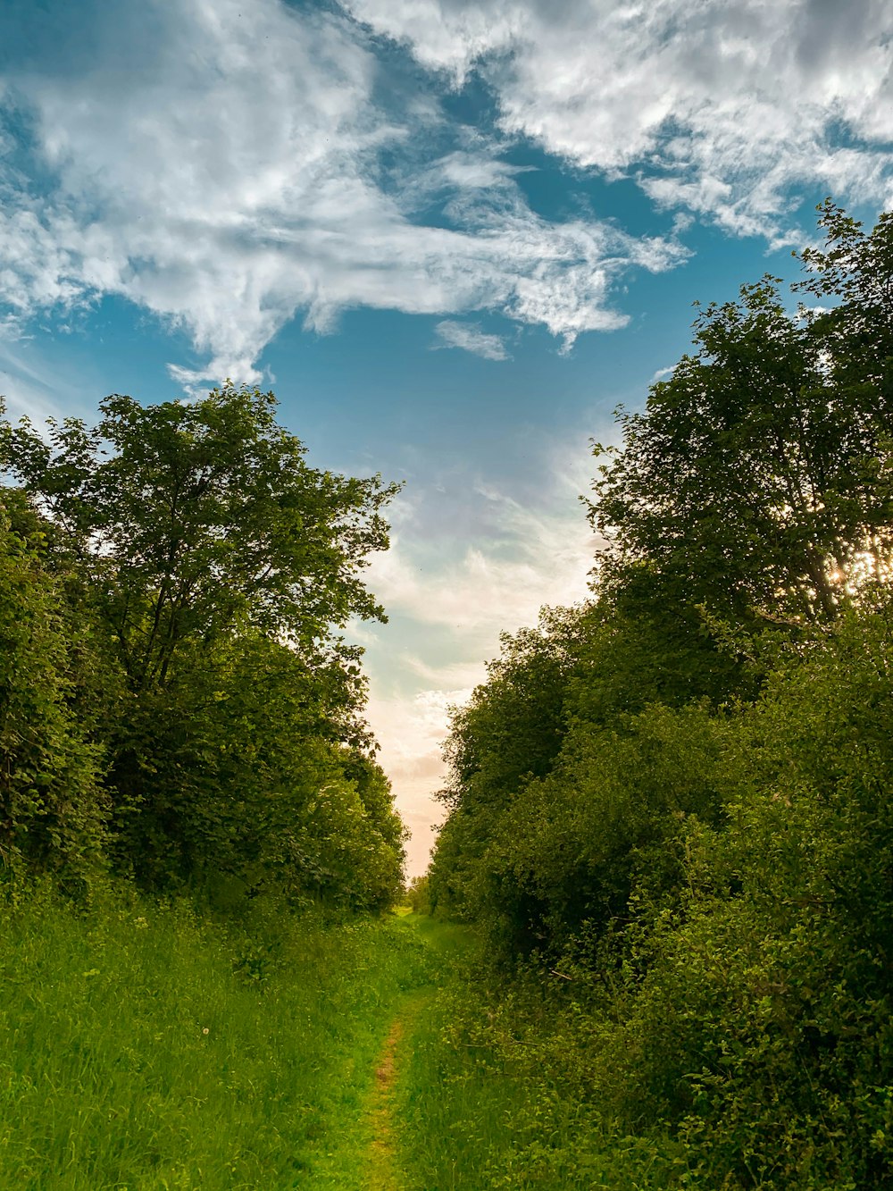 green trees under blue sky during daytime