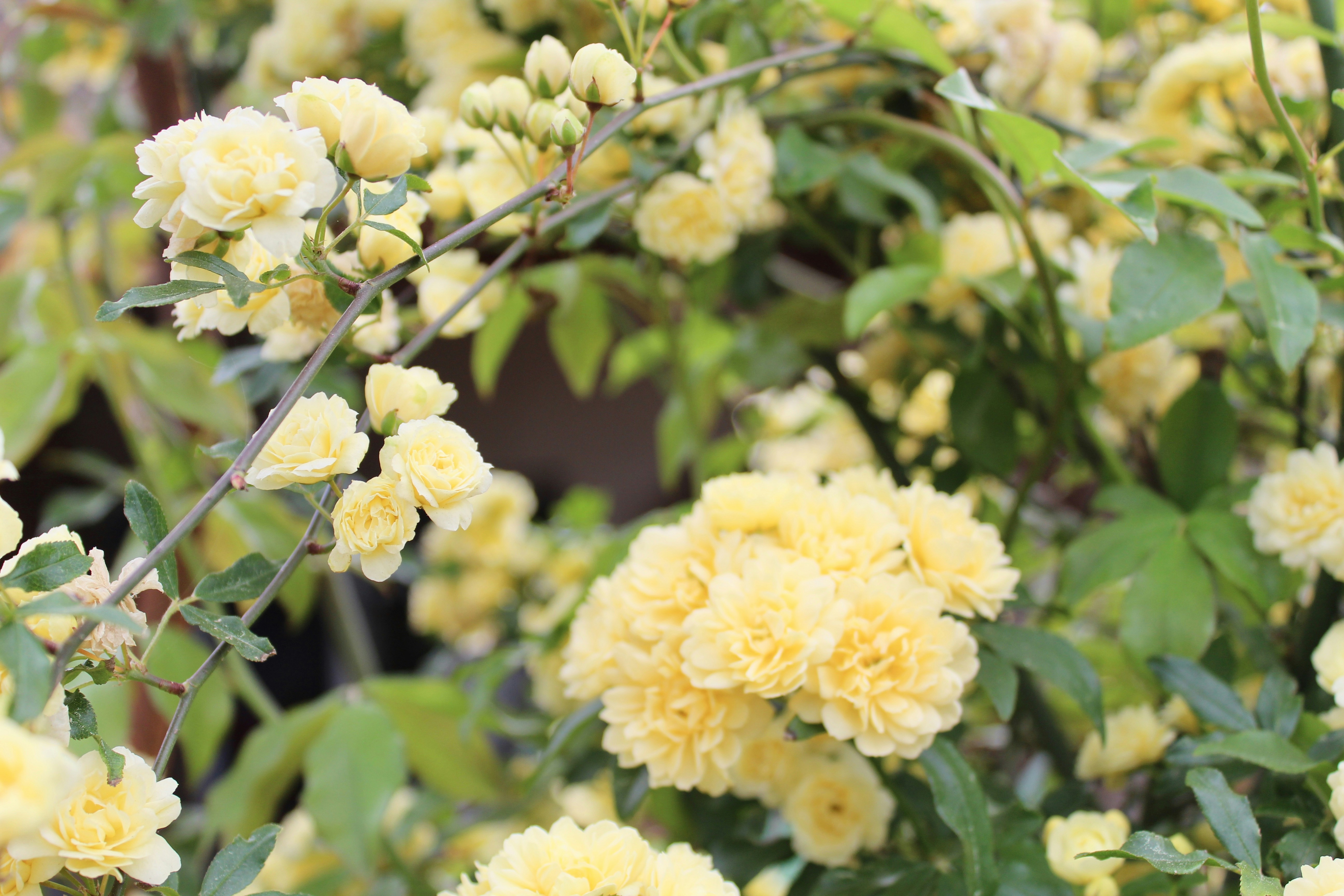 Photo by charlottepickering