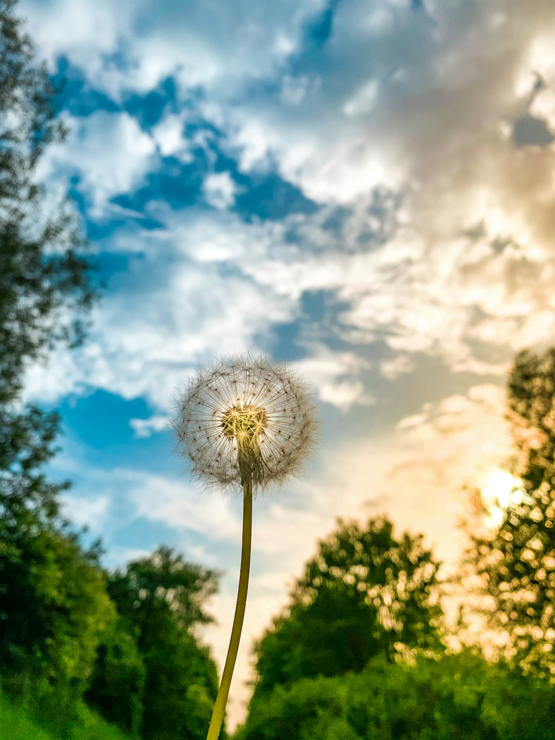 white dandelion under blue sky during daytime