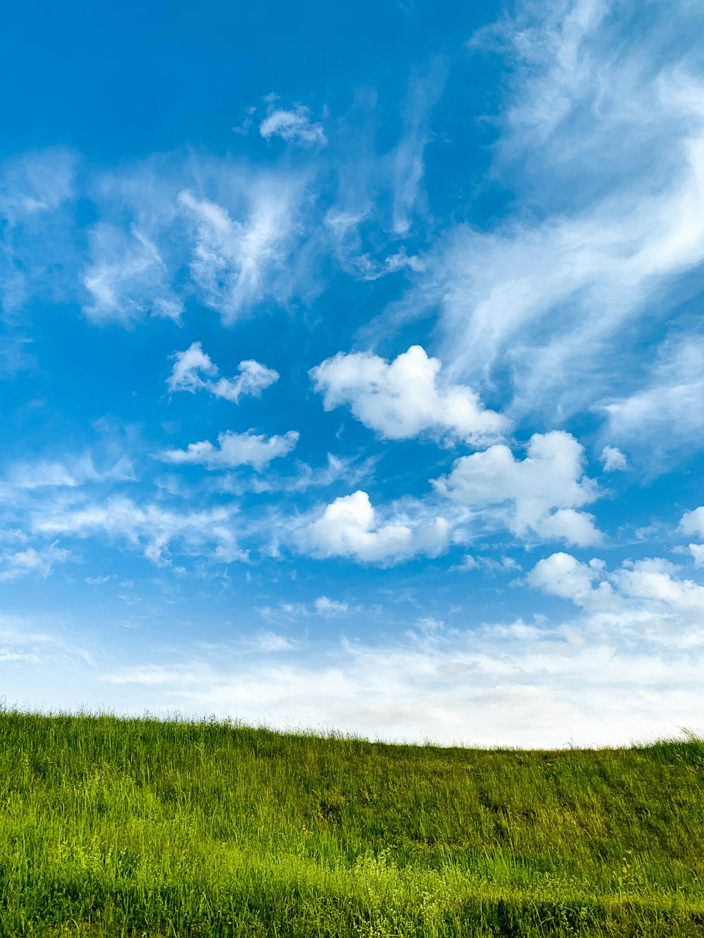 昼間の青い空と白い雲の下の緑の草原