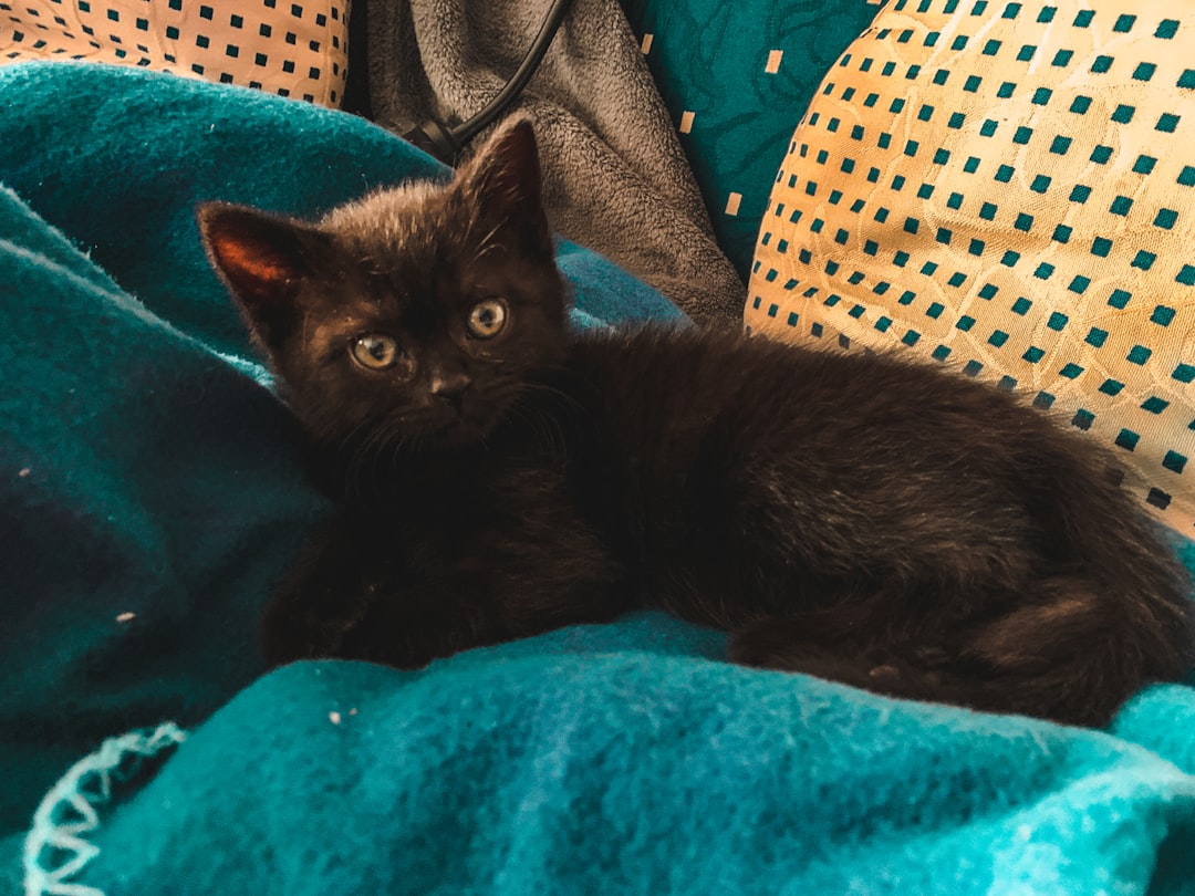 black cat on blue textile