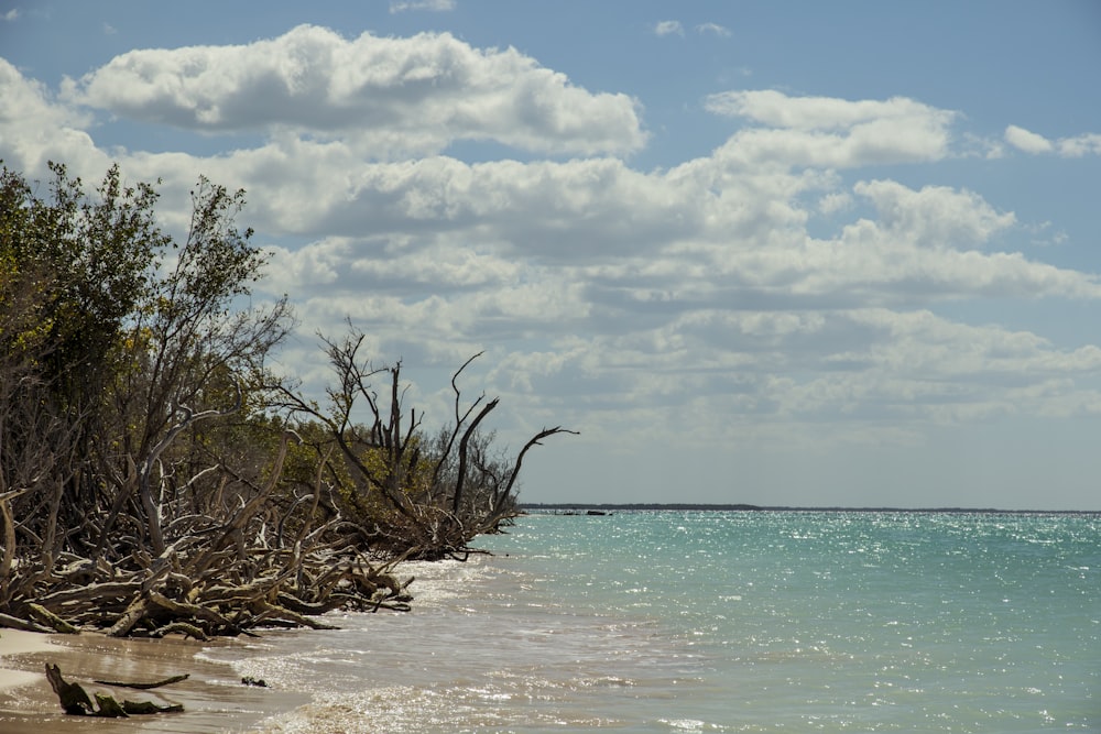 green trees on beach shore under cloudy sky during daytime