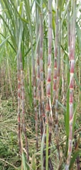 Close-up of healthy sugarcane stalks in a sunlit field.