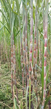 Close-up of fresh sugarcane stalks glistening under the sun in a lush field.